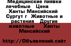 Медицинские пиявки лечебные › Цена ­ 150 - Ханты-Мансийский, Сургут г. Животные и растения » Другие животные   . Ханты-Мансийский